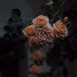 中国美女做爱直播电影视频
